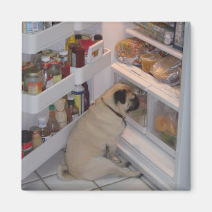 Howie kissar Pugpants Magnet