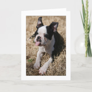 Howie klibbar hans tunga ut kort