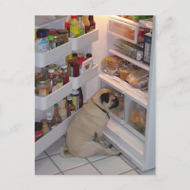 Howie Pee Pugbyxor Vykort (Framsida)