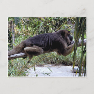 Howler Monkey Hangout Vykort