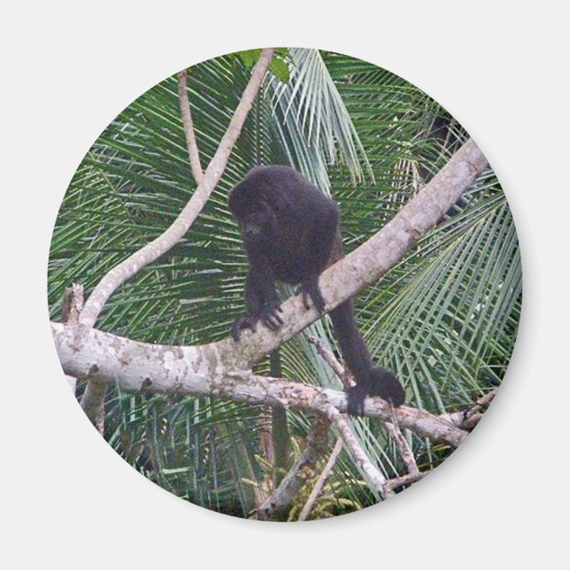 Howler Monkey och Baby Monkey i Costa Rica Jungle Magnet (Framsidan)