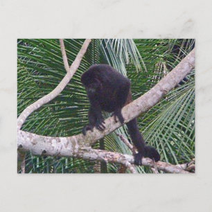 Howler Monkey och Baby Monkey i Costa Rica Jungle Vykort