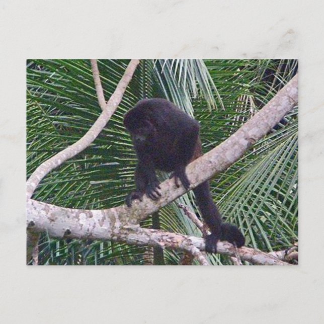 Howler Monkey och Baby Monkey i Costa Rica Jungle Vykort (Framsida)
