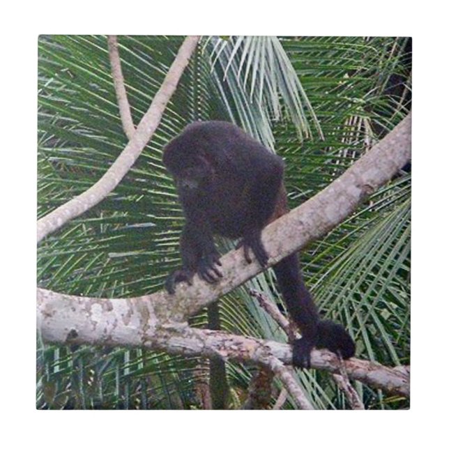 Howlerapa och babyapa i den Costa Rica djungeln Kakelplatta (Framsidan)