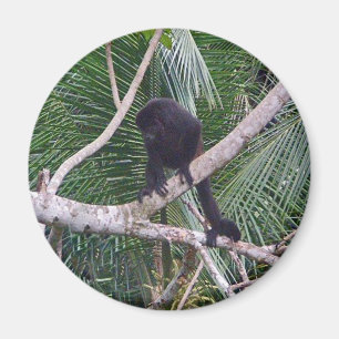 Howlerapa och babyapa i den Costa Rica djungeln Magnet