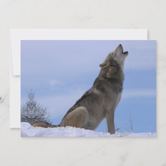 Howling Alaska Timber Varg (Framsida)