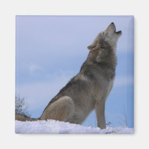 Howling Alaska Timber Varg Magnet