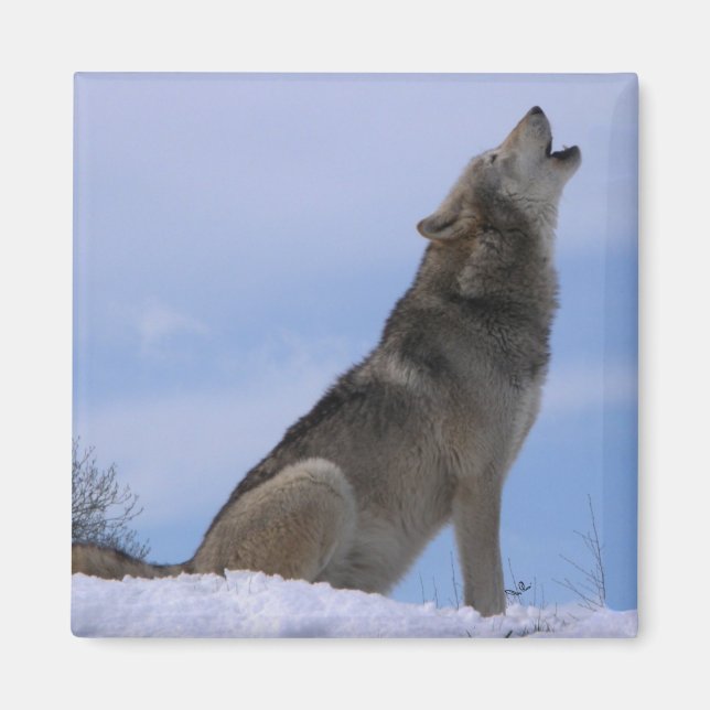 Howling Alaska Timber Varg Magnet (Framsidan)