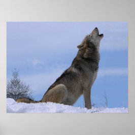 Howling Alaska Timber Varg Poster