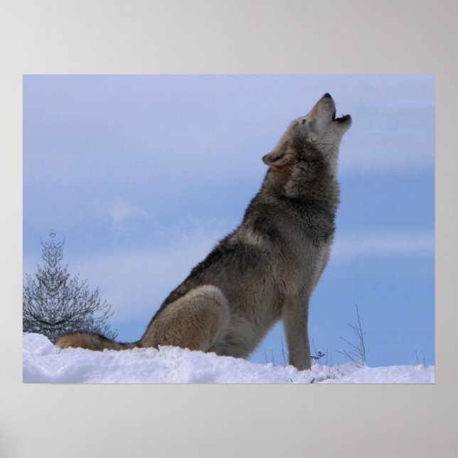 Howling Alaska Timber Varg Poster (Framsidan)
