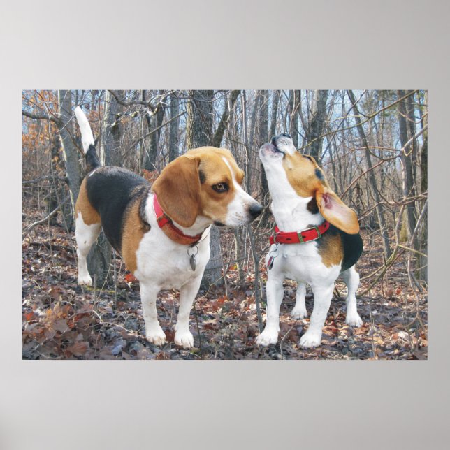 Howling Beagle och Beagle Buddy i Skogen Poster (Framsidan)