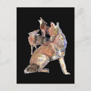Howling Coyote Pack, Animal, Nature Wildlife Vykort