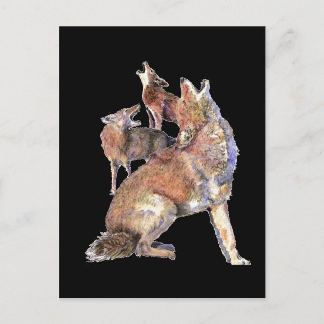Howling Coyote Pack, Animal, Nature Wildlife Vykort (Framsida)