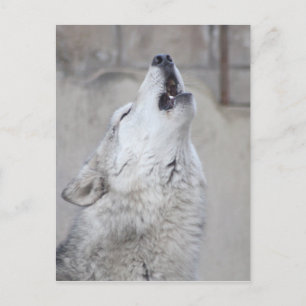 Howling Grått Varg Vykort