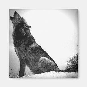 Howling Varg i Snö Magnet