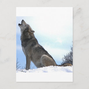 Howling Varg i Snö Vykort