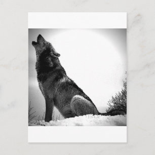 Howling Varg i Snö Vykort
