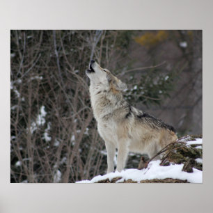 Howling-Varg i vinter Poster