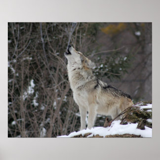 Howling-Varg i vinter Poster