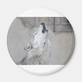 Howling Varg Magnet