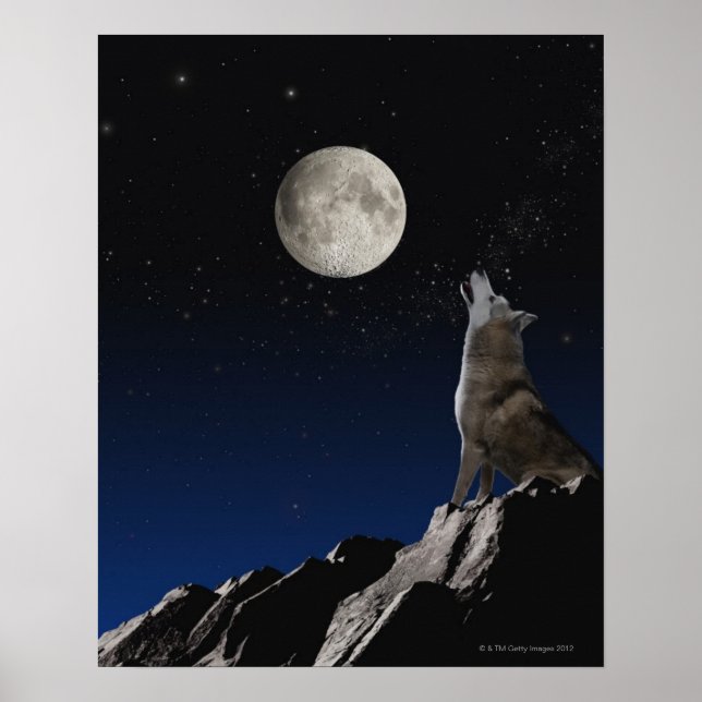 Howling Varg Poster (Framsidan)