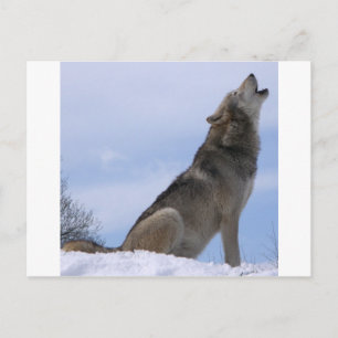 Howling Varg Vykort