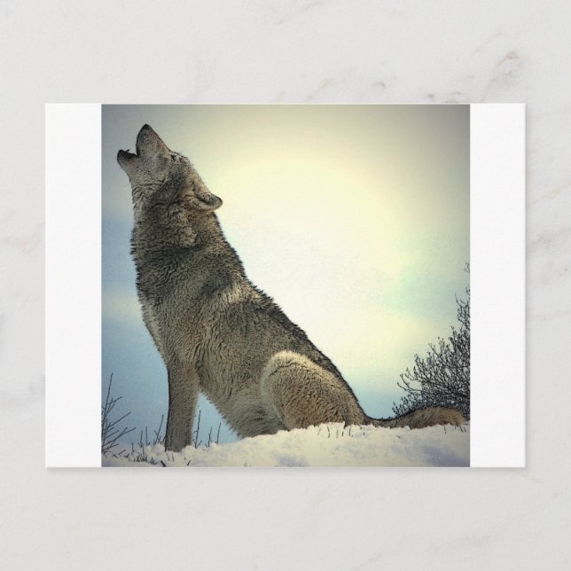 Howling Varg Vykort (Framsida)