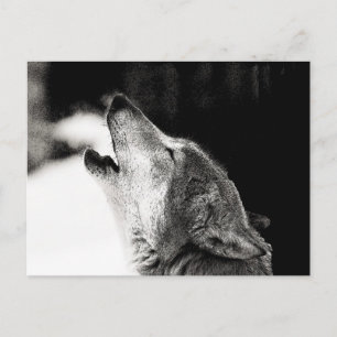 Howling Varg Vykort