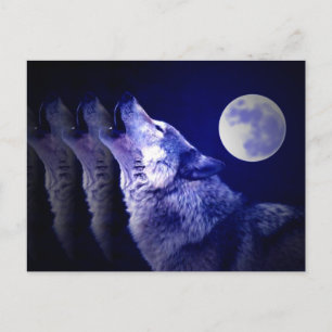 Howling Varg Vykort