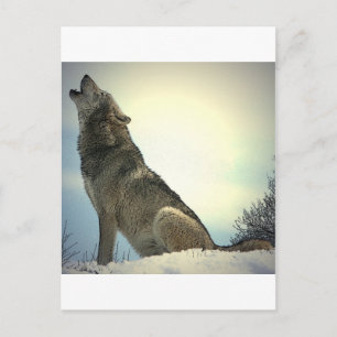 Howling Varg Vykort