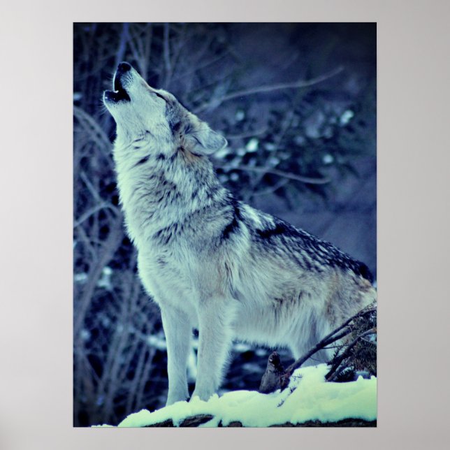 Howling Varg Winter Forest Poster (Framsidan)