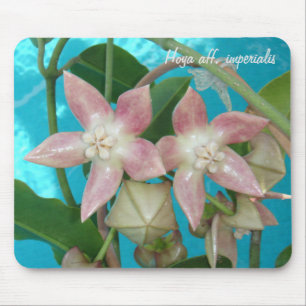 Hoya aff. imperialis MousePad Musmatta