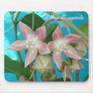 Hoya aff. imperialis MousePad Musmatta