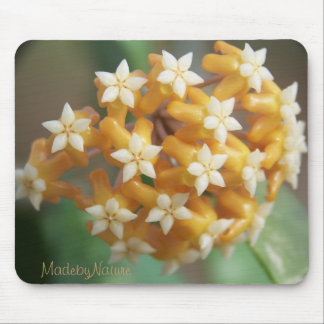 Hoya affvitellina Mousepad Musmatta