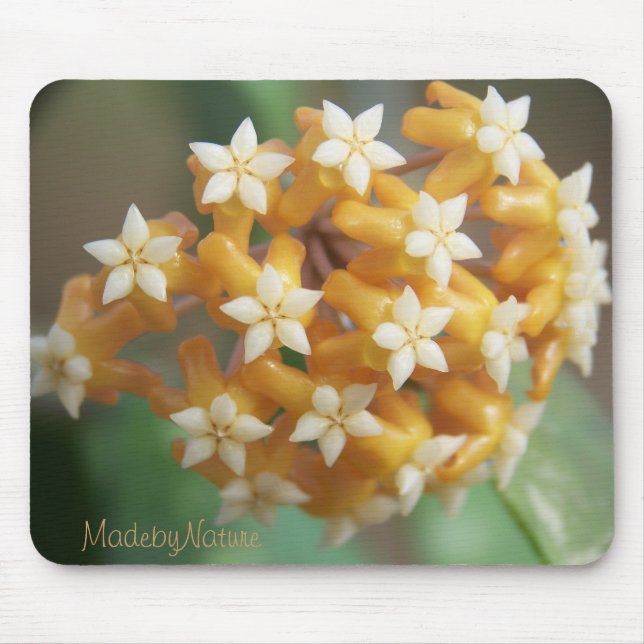 Hoya affvitellina Mousepad Musmatta (Framsidan)
