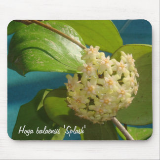 Hoya balaensis "stänk" MousePad Musmatta