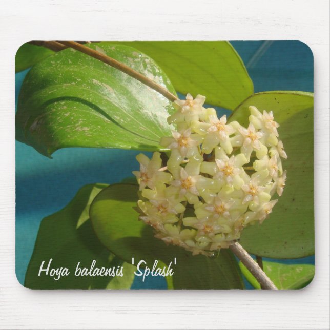Hoya balaensis "stänk" MousePad Musmatta (Framsidan)