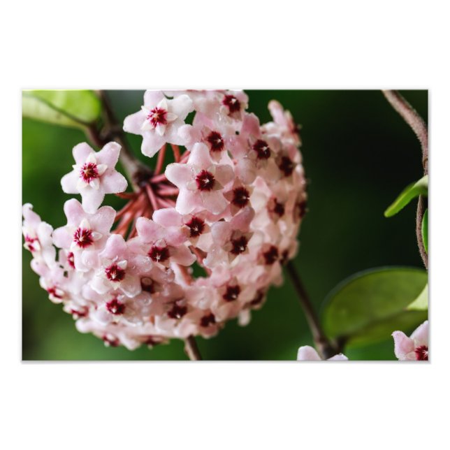 Hoya carnosa fototryck (Framsidan)