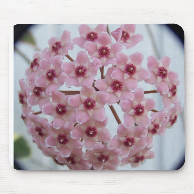 Hoya carnosa Tricolor Mousepad Musmatta (Framsidan)