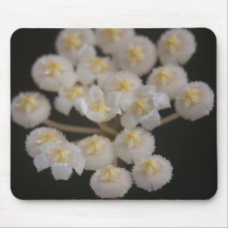 Hoya lacunosa Mousepad Musmatta