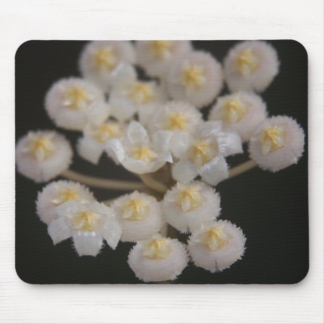 Hoya lacunosa Mousepad Musmatta (Framsidan)