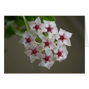 Hoya lanceolata ssp. bella hälsningskort