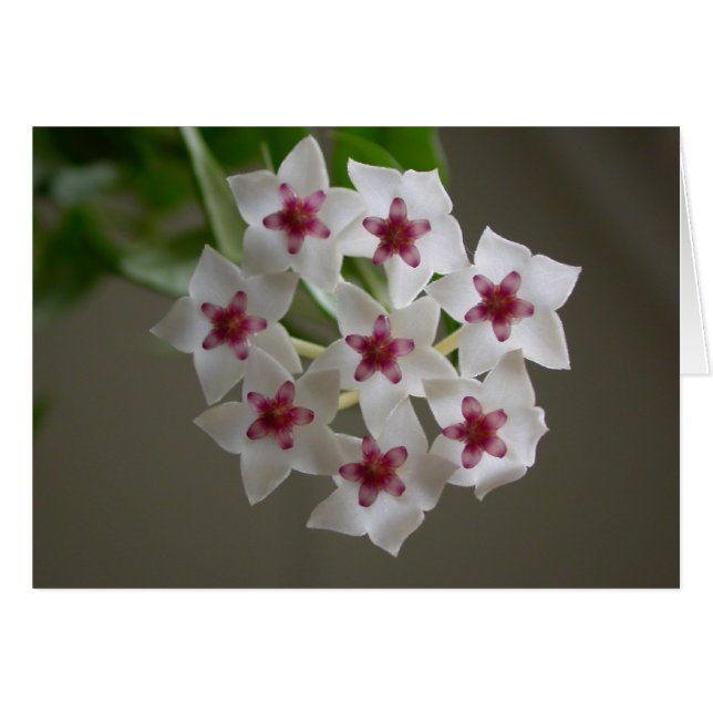 Hoya lanceolata ssp. bella hälsningskort (Framsidan Horizontal)
