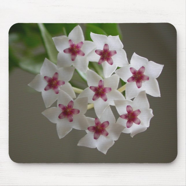 Hoya lanceolata ssp. bella musmatta (Framsidan)