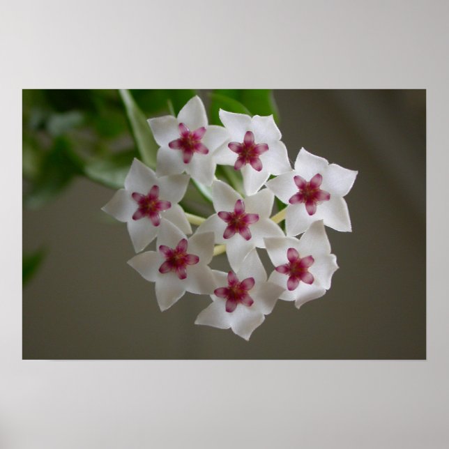 Hoya lanceolata ssp. bella poster (Framsidan)