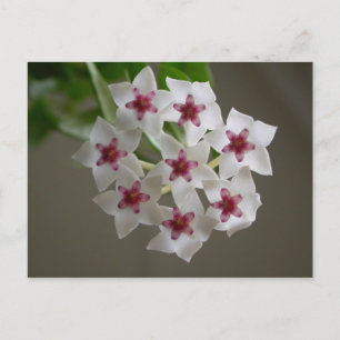 Hoya lanceolata ssp. bella vykort