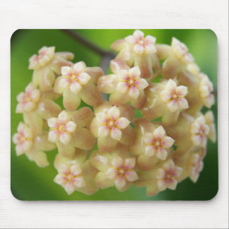 Hoya samoensis Mousepad Musmatta