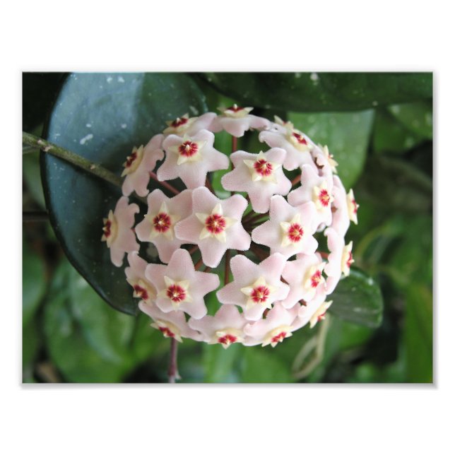 Hoya Vax Plant Globe Red and White Stars Nature Fototryck (Framsidan)