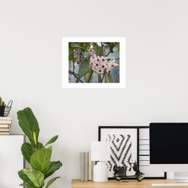 Hoya Växt Blommor Blommig Fotografisk Poster (Hemmakontoret)