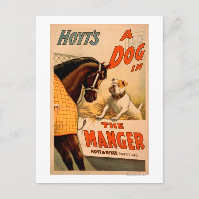 Hoyt är en hund i Manger Theater Poster Helg Vykort (Framsida)